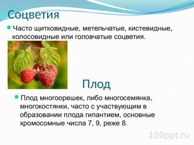 Презентация семейство розоцветные - слайд 10 10 слайд презентации семейство розоцветные