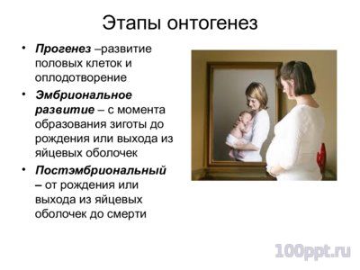 Презентация основные закономерностионтогенеза - слайд 2 2 слайд презентации основные закономерностионтогенеза