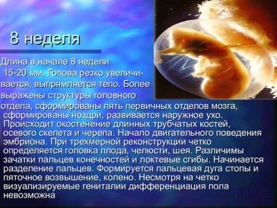 Презентация онтогенез человека - слайд 7 7 слайд презентации онтогенез человека