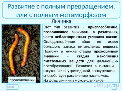Презентация размножение и развитие насекомых - слайд 6 6 слайд презентации размножение и развитие насекомых