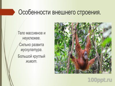 Презентация орангутаны - слайд 7 7 слайд презентации орангутаны