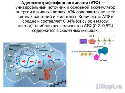 Презентация нуклеиновые кислоты - слайд 9 9 слайд презентации нуклеиновые кислоты