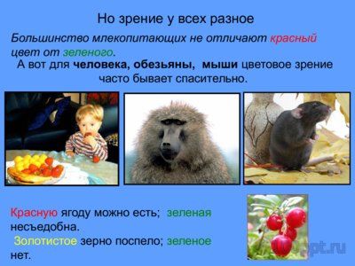 Презентация зрение животных - слайд 4 4 слайд презентации зрение животных