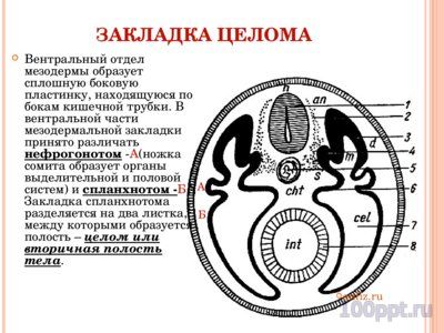 Презентация онтогенез многоклеточных - слайд 2 2 слайд презентации онтогенез многоклеточных