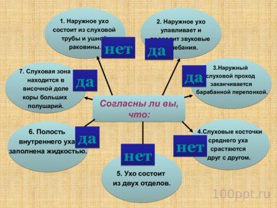 Презентация слуховой анализатор - слайд 13 13 слайд презентации слуховой анализатор