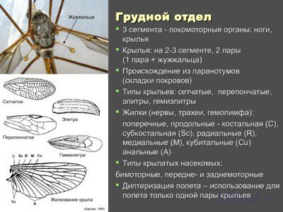 Презентация внутреннее и внешнее строение насекомых - слайд 3 3 слайд презентации внутреннее и внешнее строение насекомых