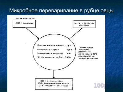 Презентация симбиоз - слайд 3 3 слайд презентации симбиоз