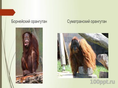 Презентация орангутаны - слайд 3 3 слайд презентации орангутаны