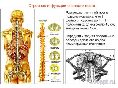 Презентация нервная система человека - слайд 5 5 слайд презентации нервная система человека
