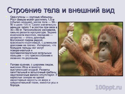 Презентация человекообразные обезьяны - слайд 4 4 слайд презентации человекообразные обезьяны