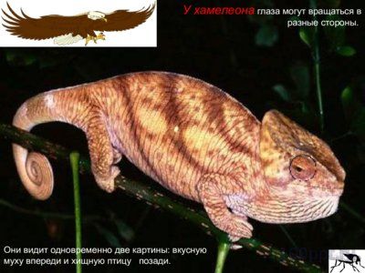 Презентация зрение животных - слайд 9 9 слайд презентации зрение животных