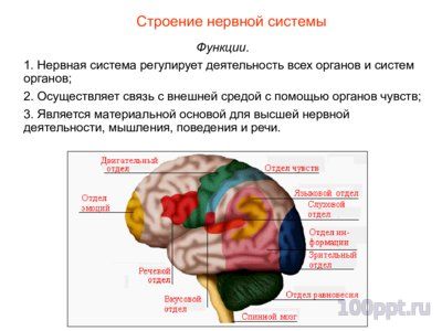 Презентация нервная система человека - слайд 4 4 слайд презентации нервная система человека