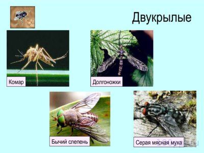 Презентация отряды насекомых с полным превращением - слайд 8 8 слайд презентации отряды насекомых с полным превращением