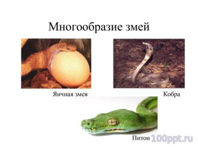 Презентация многообразие пресмыкающихся - слайд 8 8 слайд презентации многообразие пресмыкающихся