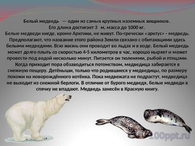 Презентация животные Арктики и Антарктиды - слайд 8 8 слайд презентации животные Арктики и Антарктиды