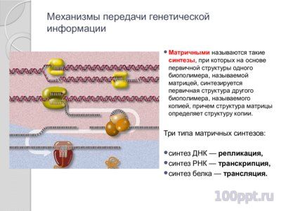 Презентация синтез нуклеиновых кислот - слайд 1 1 слайд презентации синтез нуклеиновых кислот