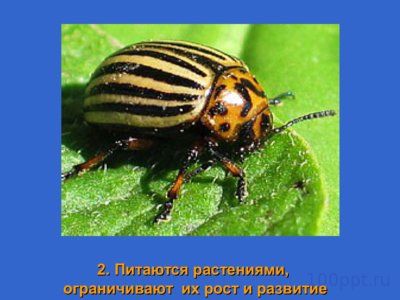Презентация значение насекомых - слайд 3 3 слайд презентации значение насекомых