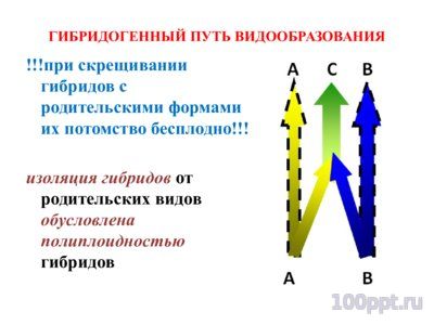 Презентация микроэволюция - слайд 6 6 слайд презентации микроэволюция