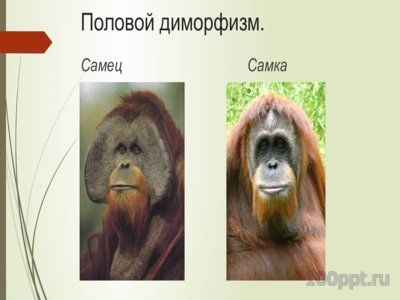 Презентация орангутаны - слайд 5 5 слайд презентации орангутаны