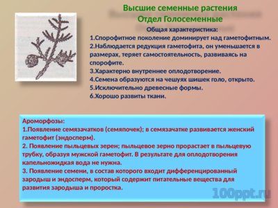 Презентация ароморфозы в эволюции растений - слайд 7 7 слайд презентации ароморфозы в эволюции растений
