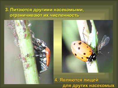 Презентация значение насекомых - слайд 4 4 слайд презентации значение насекомых