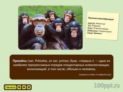 Презентация эволюция приматов - слайд 1 1 слайд презентации эволюция приматов