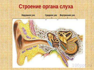 Презентация слуховой анализатор - слайд 4 4 слайд презентации слуховой анализатор