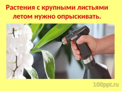 Презентация комнатные растения - слайд 4 4 слайд презентации комнатные растения