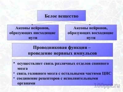 Презентация значение нервной системы - слайд 11 11 слайд презентации значение нервной системы