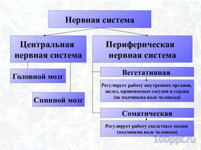 Презентация значение нервной системы - слайд 6 6 слайд презентации значение нервной системы