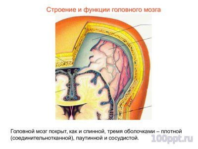 Презентация нервная система человека - слайд 8 8 слайд презентации нервная система человека