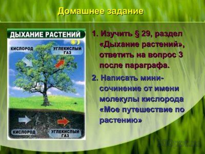 Презентация дыхание растений - слайд 9 9 слайд презентации дыхание растений