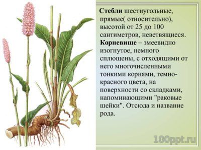 Презентация вяжущие лекарственные растения - слайд 3 3 слайд презентации вяжущие лекарственные растения