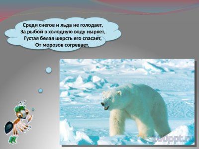 Презентация животные Арктики и Антарктиды - слайд 1 1 слайд презентации животные Арктики и Антарктиды