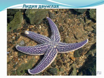Презентация морские звезды - слайд 9 9 слайд презентации морские звезды