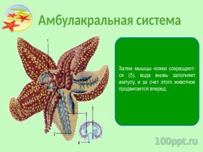 Презентация тип иглокожие - слайд 9 9 слайд презентации тип иглокожие