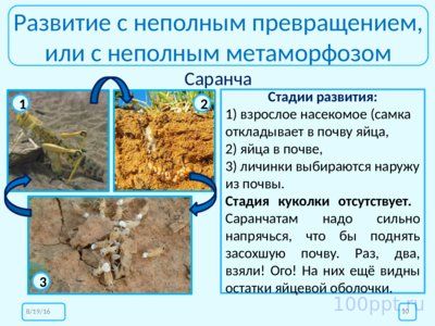 Презентация размножение и развитие насекомых - слайд 9 9 слайд презентации размножение и развитие насекомых