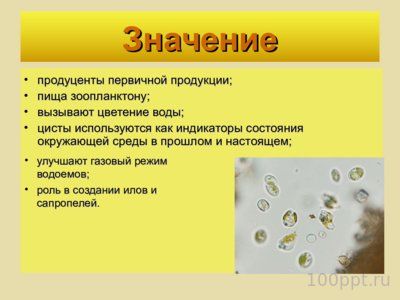 Презентация отдел золотистые водоросли - слайд 4 4 слайд презентации отдел золотистые водоросли