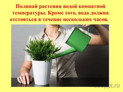Презентация комнатные растения - слайд 2 2 слайд презентации комнатные растения