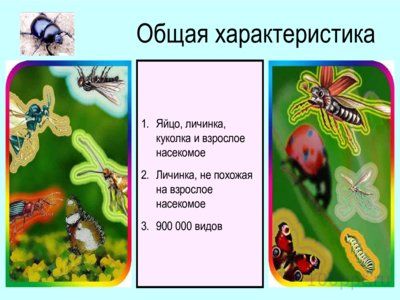 Презентация отряды насекомых с полным превращением - слайд 4 4 слайд презентации отряды насекомых с полным превращением