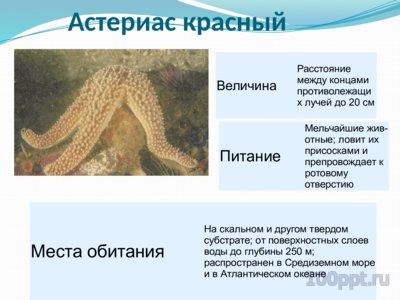 Презентация морские звезды - слайд 10 10 слайд презентации морские звезды