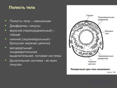 Презентация внутреннее и внешнее строение насекомых - слайд 7 7 слайд презентации внутреннее и внешнее строение насекомых