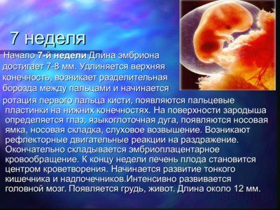 Презентация онтогенез человека - слайд 6 6 слайд презентации онтогенез человека