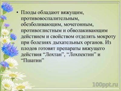 Презентация вяжущие лекарственные растения - слайд 11 11 слайд презентации вяжущие лекарственные растения