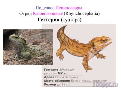 Презентация систематика рептилий - слайд 2 2 слайд презентации систематика рептилий