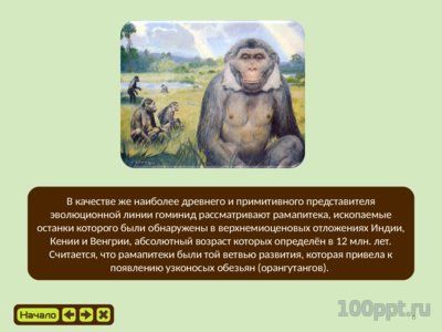 Презентация эволюция приматов - слайд 5 5 слайд презентации эволюция приматов