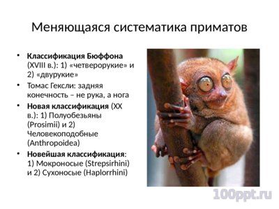 Презентация современные приматы - слайд 11 11 слайд презентации современные приматы