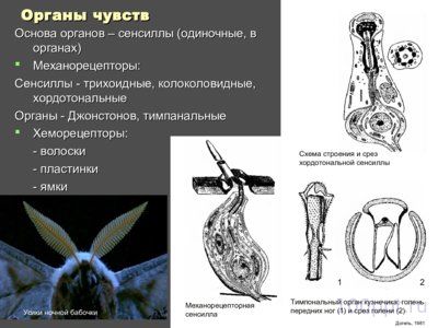 Презентация внутреннее и внешнее строение насекомых - слайд 12 12 слайд презентации внутреннее и внешнее строение насекомых