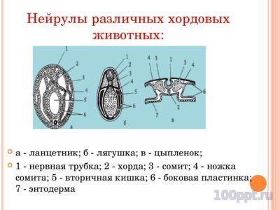 Презентация онтогенез многоклеточных - слайд 5 5 слайд презентации онтогенез многоклеточных