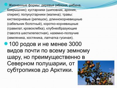 Презентация семейство розоцветные - слайд 1 1 слайд презентации семейство розоцветные